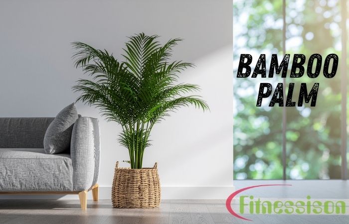 Bamboo Palm