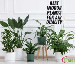 Best Indoor Plants for Air Quality