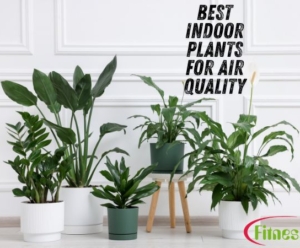 Best Indoor Plants for Air Quality