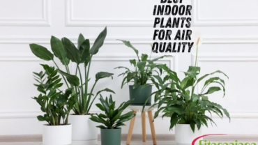 Best Indoor Plants for Air Quality