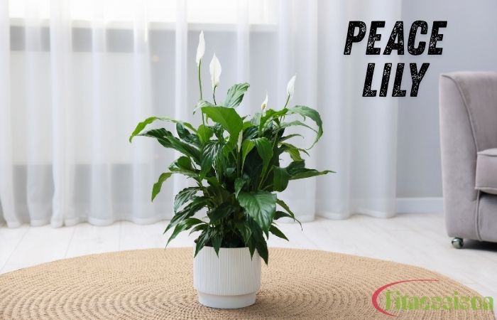 Peace Lily