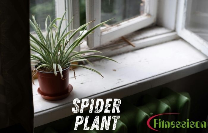 Spider Plant